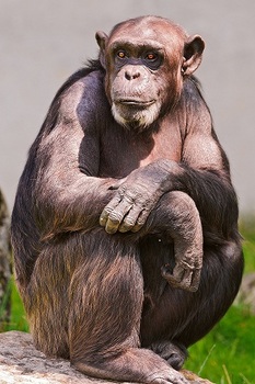 チンパンジー.jpg